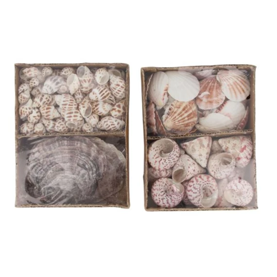 Kagyló 14x18x6 cm 2 féle