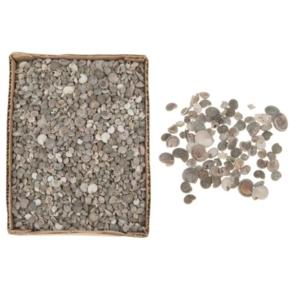 Kagyló dobozban 15x20x6 cm