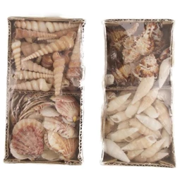 Kagyló dobozban 9x19x6 cm