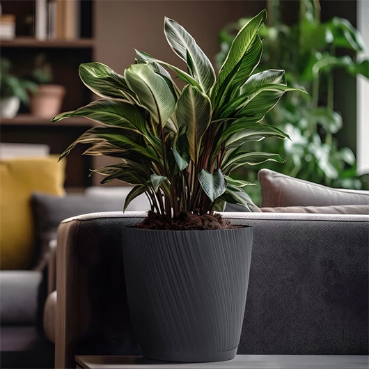 Kaspó, Cserép & Virágföld