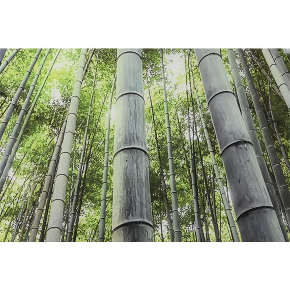 Kép edzett üveg, erdő 150x0,4x100 cm