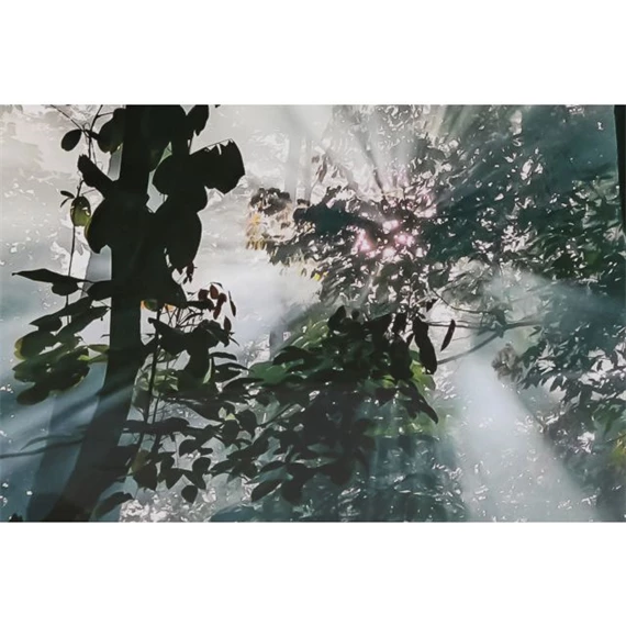 Kép edzett üveg, erdő 150x0,4x100 cm