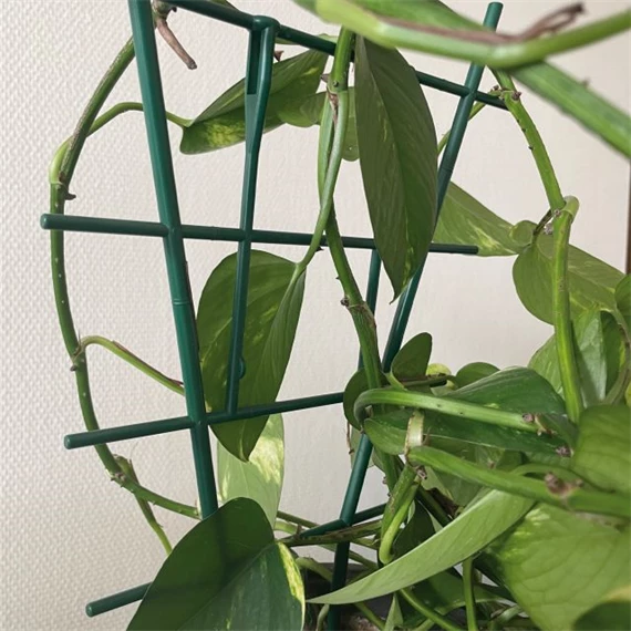 Növénytámasz viráglétra 37 cm