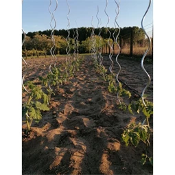 Növénytámasz paradicsomhoz, spirál alakú 0,7 cm x 1,8 m