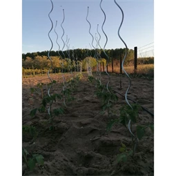 Növénytámasz paradicsomhoz, spirál alakú 0,7 cm x 1,8 m