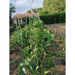 Növénytámasz paradicsomhoz, spirál alakú 0,7 cm x 1,8 m