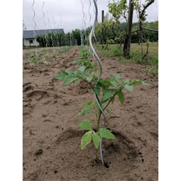 Növénytámasz paradicsomhoz, spirál alakú 0,7 cm x 1,8 m