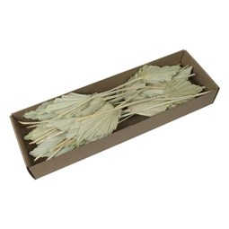 Pálmalevél dobozban, szárított S/25