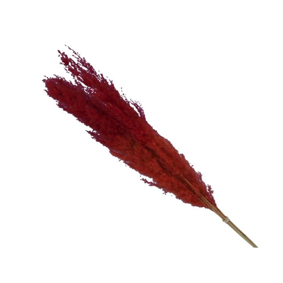 Pampafű csokor 75 cm S/5