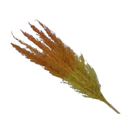 Pampafű csokor 75 cm S/5