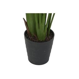 Seleymvirág strelitzia cserepes 100x100x210 cm