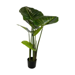 Selyemvirág Colocasia cserepes 100 cm