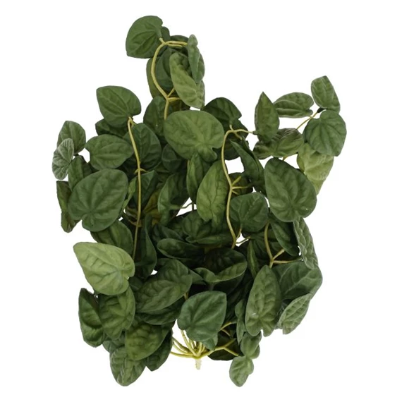 Selyemvirág futó Peperomia 35 cm