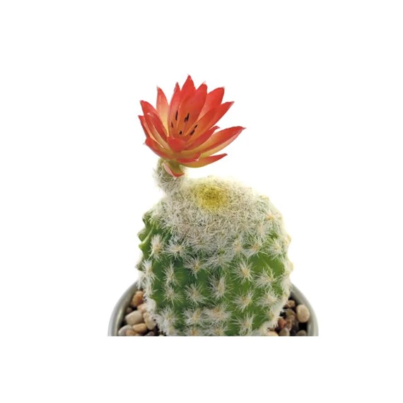 Selyemvirág Kaktusz 8x8x20 cm 2 féle
