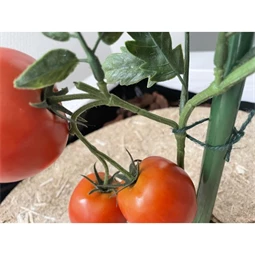 Zsineg, természetes 50 m